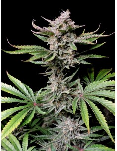 FastBuds - Cherry Cola Auto - 1