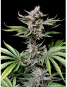 FastBuds - Cherry Cola Auto - 1