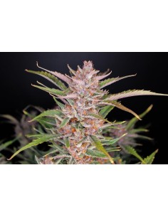 FastBuds - Gorilla Punch Auto - 1