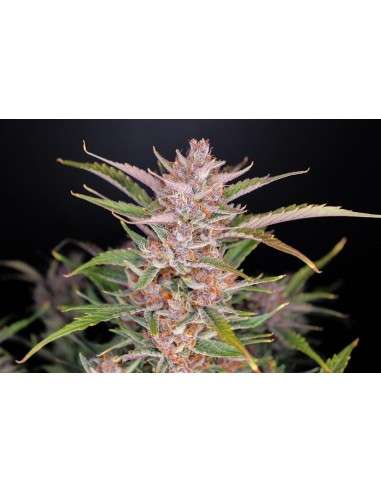 FastBuds - Gorilla Punch Auto - 1