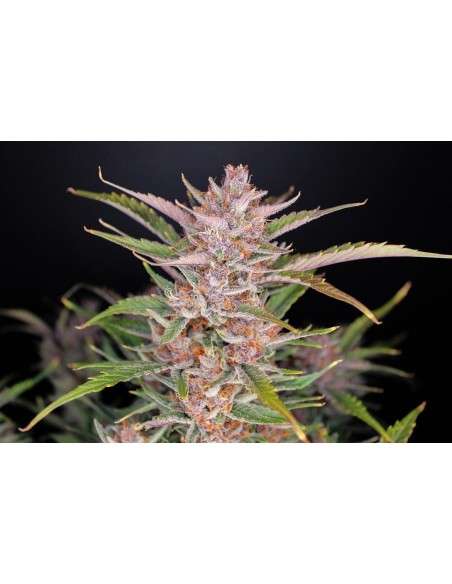 FastBuds - Gorilla Punch Auto - 1