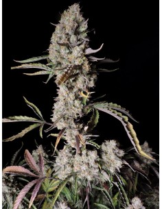 FastBuds - Gorilla Zkittlez Auto - 1