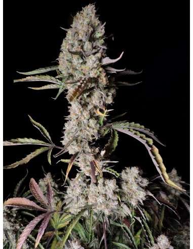 FastBuds - Gorilla Zkittlez Auto - 1