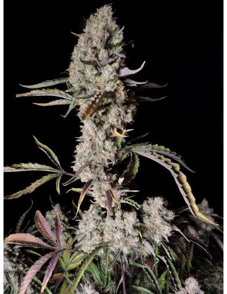 FastBuds - Gorilla Zkittlez Auto - 1