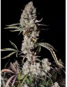 FastBuds - Gorilla Zkittlez Auto - 1