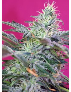 SWEET SEEDS - Sweet Cheese Auto - 1