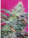 SWEET SEEDS - Sweet Cheese Auto - 1