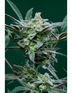 FastBuds - Strawberry Gorilla Auto - 1