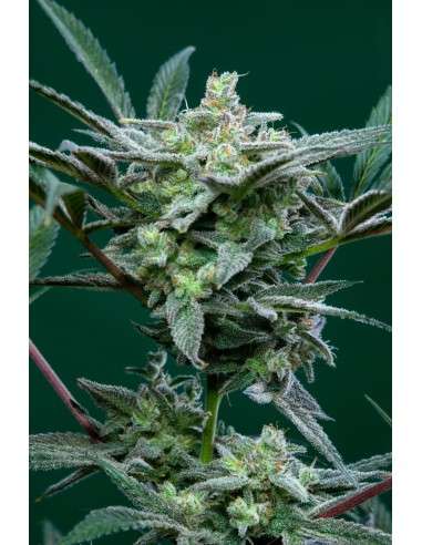FastBuds - Strawberry Gorilla Auto - 1