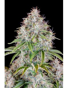 FastBuds - Cinderella Auto - 1