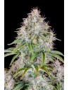 FastBuds - Cinderella Auto - 1