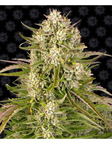 Barney's Farm - Wedding Cake - 1