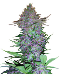 Sensi Seeds - Purple Skunk Auto - 1