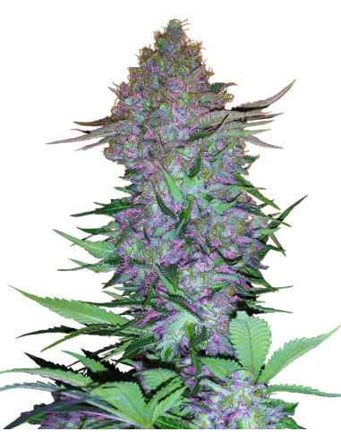 Sensi Seeds - Purple Skunk Auto - 1