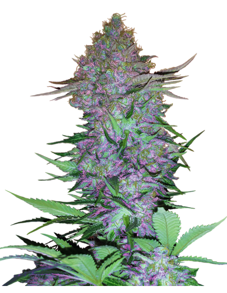 Sensi Seeds - Purple Skunk Auto - 1