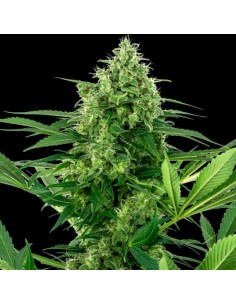 Sensi Seeds - Banana Frosting - 1