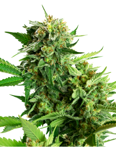 Sensi Seeds - Blackberry Cake - 1