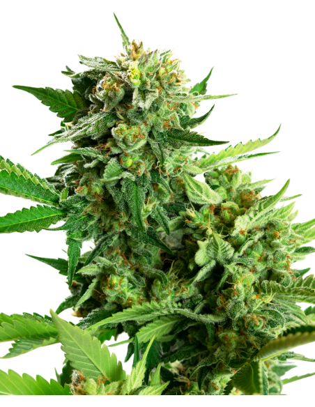 Sensi Seeds - Blackberry Cake - 1