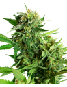 Sensi Seeds - Blackberry Cake - 1