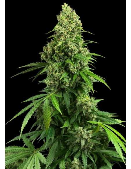 Sensi Seeds - Honey Melon Kush Auto - 1