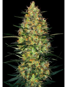 Sensi Seeds - Caramellow Kush Auto - 1