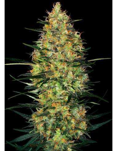 Sensi Seeds - Caramellow Kush Auto - 1