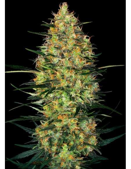 Sensi Seeds - Caramellow Kush Auto - 1