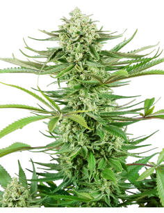Sensi Seeds - Cashew Kush - 1