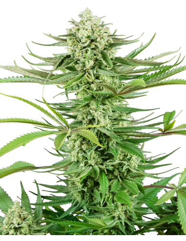 Sensi Seeds - Cashew Kush - 1