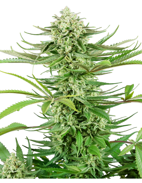 Sensi Seeds - Cashew Kush - 1