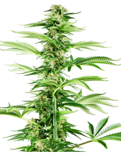 Sensi Seeds - Honey Melon Haze - 1
