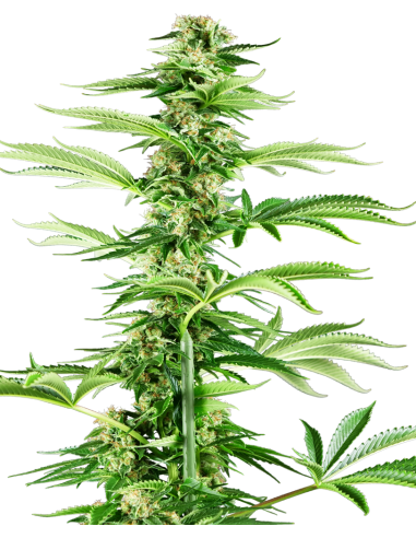 Sensi Seeds - Honey Melon Haze - 1