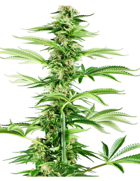 Sensi Seeds - Honey Melon Haze - 1