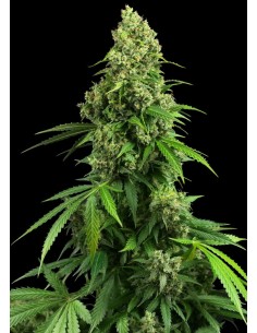 Sensi Seeds - Honey Melon Kush - 1