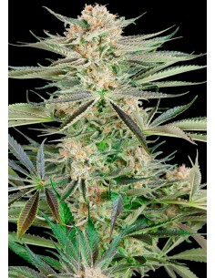 Sensi Seeds - Screwdriver OG - 1