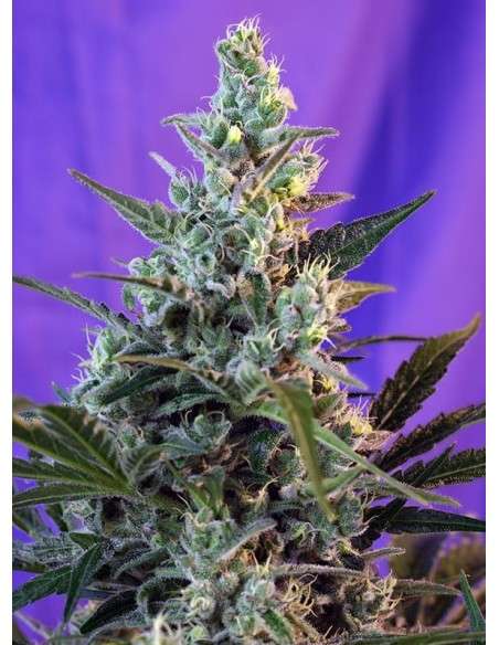 SWEET SEEDS - Sweet Skunk Auto - 1