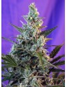 SWEET SEEDS - Sweet Skunk Auto - 1