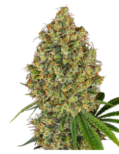 Sensi Seeds - Aloha OG - 1
