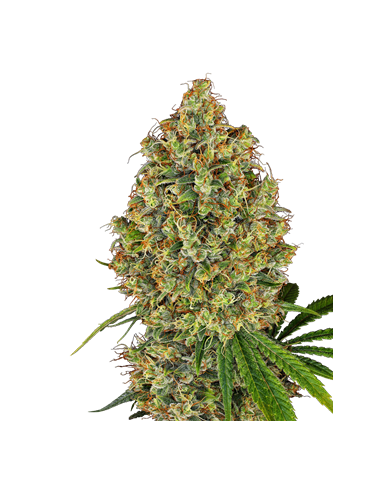Sensi Seeds - Aloha OG - 1