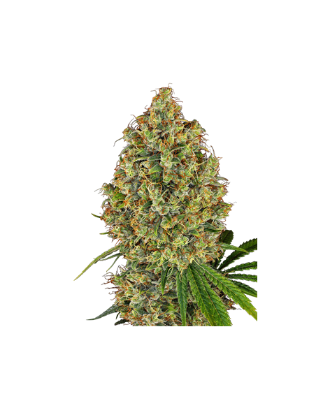 Sensi Seeds - Aloha OG - 1