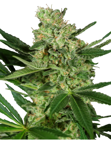 Sensi Seeds - Pumpkin Spice - 1