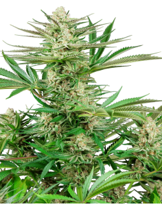 Sensi Seeds - Malibu OG Gold - 1