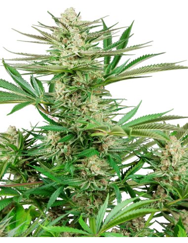 Sensi Seeds - Malibu OG Gold - 1