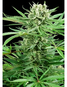 Sensi Seeds - Papi Chulo OG - 1