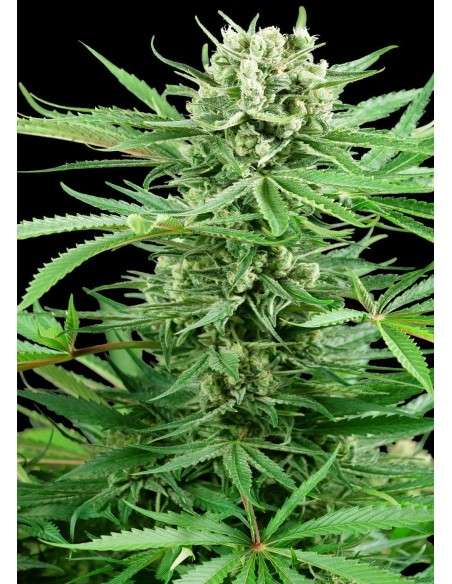 Sensi Seeds - Papi Chulo OG - 1