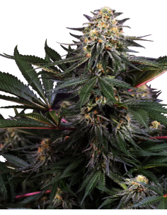 Sensi Seeds - Lockdown Kush - 1
