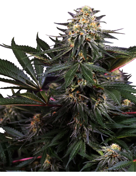 Sensi Seeds - Lockdown Kush - 1
