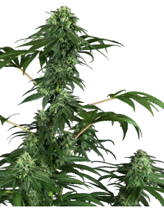 Sensi Seeds - 420 Punch - 1