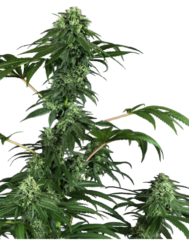 Sensi Seeds - 420 Punch - 1