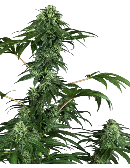 Sensi Seeds - 420 Punch - 1